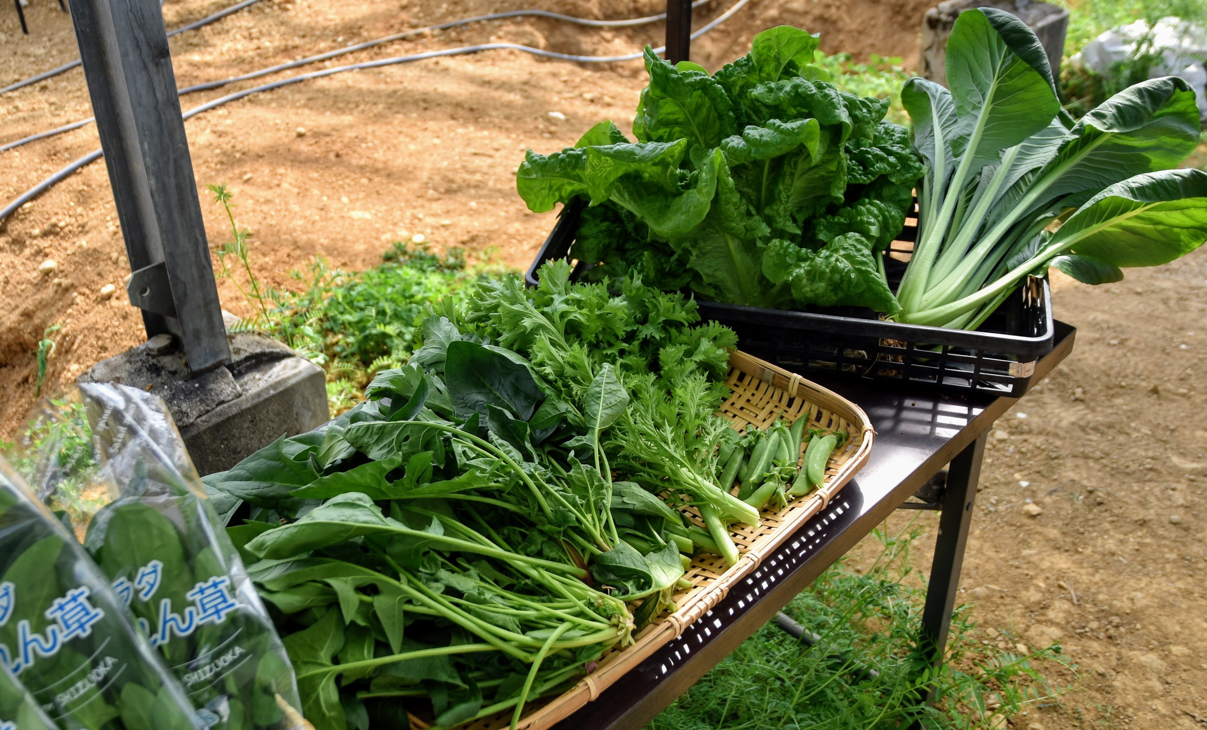 親子で楽しめる収穫体験！自然栽培で野菜を育てるイトウファーム