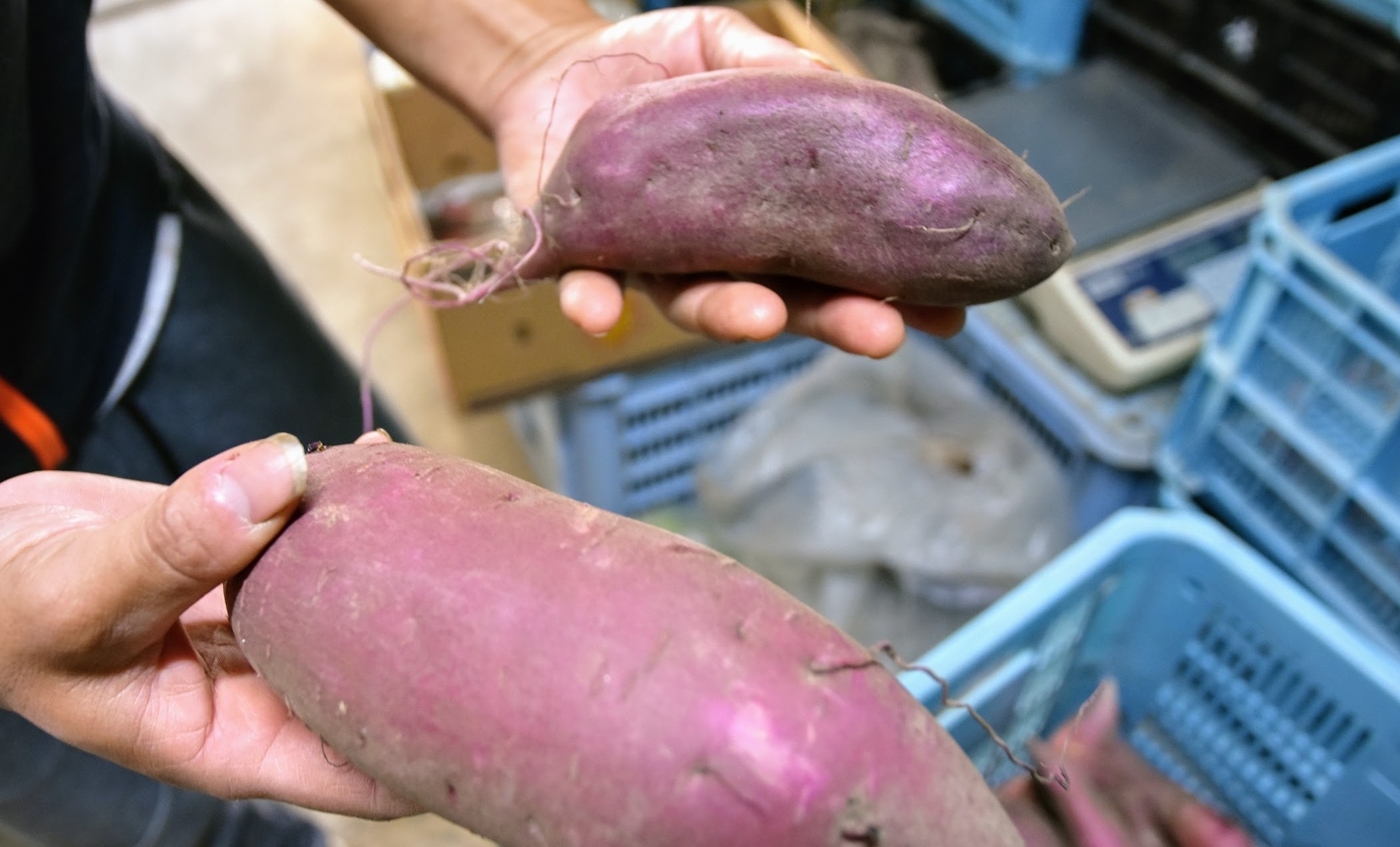 地域の土を大切に個性豊かなサツマイモを育てるとつか芋のうえん